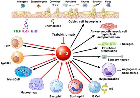 IL-13 Receptor: A Popular Target for Inflammation and Cancer Therapy ...