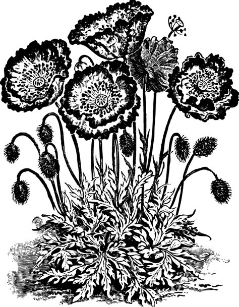 poppy flower clipart black and white 10 free Cliparts | Download images on Clipground 2024