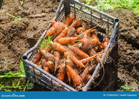 Harvesting Carrot On The Field. Growing Organic Vegetables. Freshly ...