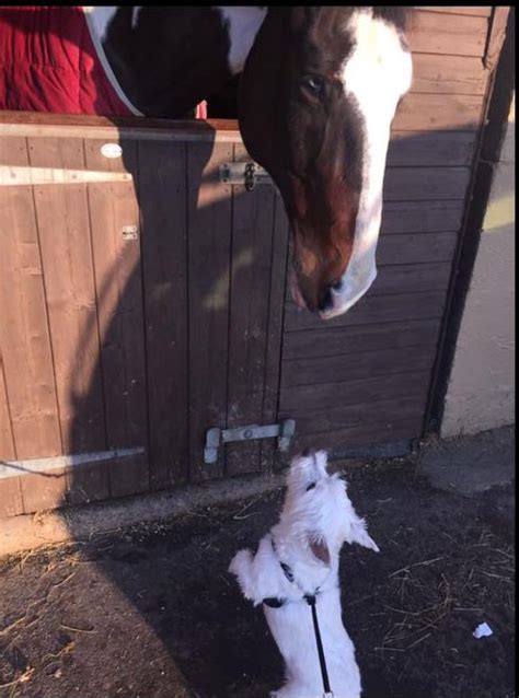 Harlequin & dog – Riding Centre