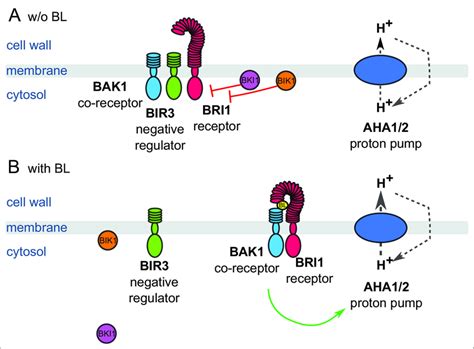 Schematic Overview Of The Key Constituents And Processes Of The Plasma