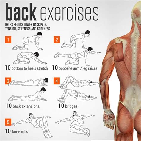 Back Exercises Charts - Health Helps Reduce Lower Back Pain Sore - Yeah ...