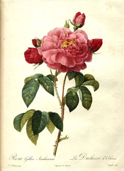 Pierre Joseph Redouté 1759 1840 Botanical illustration Botanical