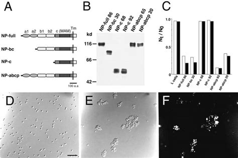 Cell Adhesion Activity Of Transfectants Which Express Mutant