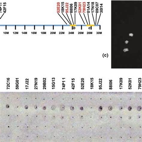 Fluorescent In Situ Hybridization Of S Red And S Rdna Probes