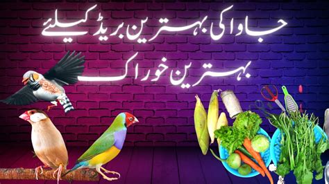 Best Soft Food For Java Sparrow انکل جی فون جاوا والے Fawn Java