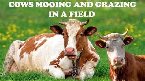 Cow Video 🐮🐄 Cows Mooing And Grazing In A Field Cow Videos For Funny