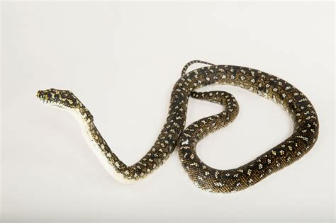 Diamond Python (Morelia spilota spilota) - Joel Sartore