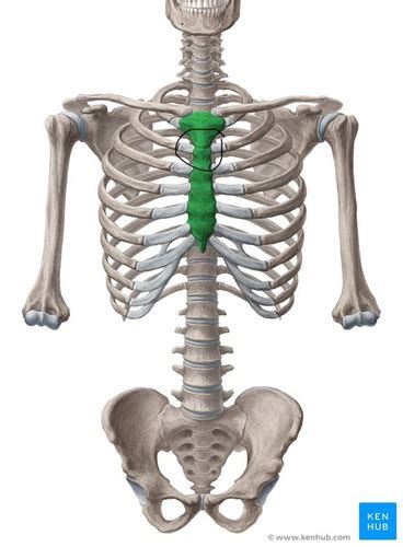 Bones Of Thorax Flashcards Quizlet