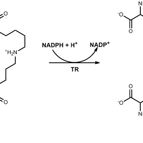 TR Catalyzed Reduction Of Trypanothione Disulfide TS2 To The Dithiol