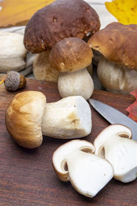 Fresh Raw Edible Forest Mushrooms Boletus Edulis Or Porcini Fungus