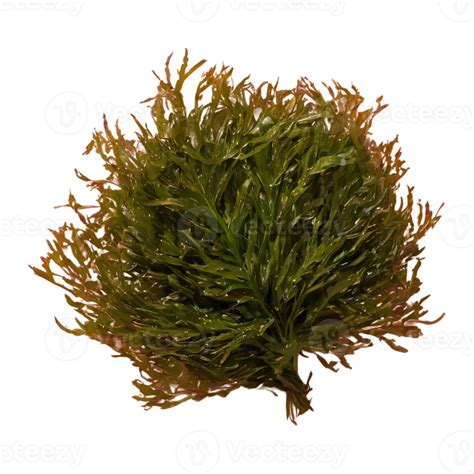 Ai Generated Seaweed Against Transparent Background Isolated 38264577 Png