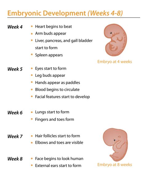 Embryo Growth and Development Study Guide | Top Hat