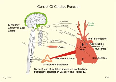 Autonomic Regulation Neural And Hormonal Regulation Of The Heart