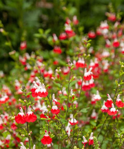 How I Got My Salvia Hot Lips To Grow Like A Weed This Summer Homes