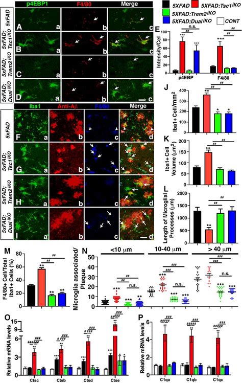 Microglial Mtor Activation Upregulates Trem And Enhances Amyloid