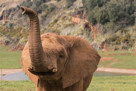 Elephant Front View With Trunk Up