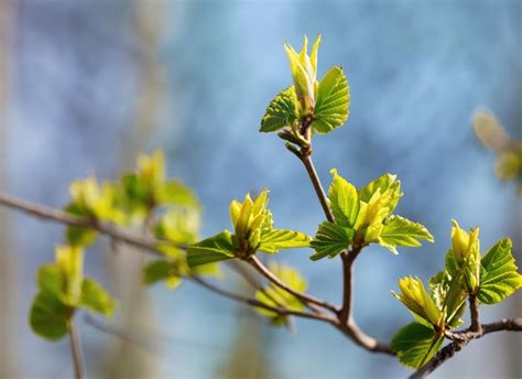 Hojas J Venes En El Rbol De Primavera Foto Premium