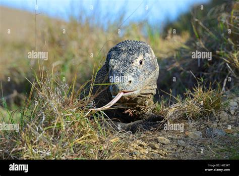 Komodo Waran Komodo Waran Komodowaran Varanus Komodoensis