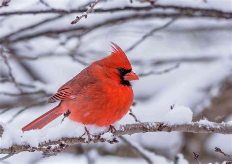 20 Best Birds To Watch For In Ohio