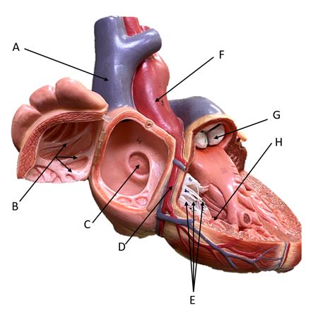 Heart Model Diagram | Quizlet