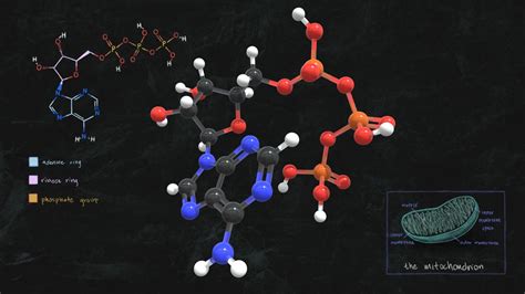 Adenosine Triphosphate ATP 3D Model By University Of Dundee CAHID