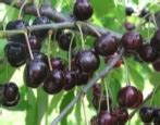 Сорта черешни — список по алфавиту