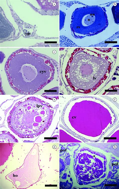 Histological Aspects Of Oocyte Developmental Stages Of Hirundichthys Download Scientific