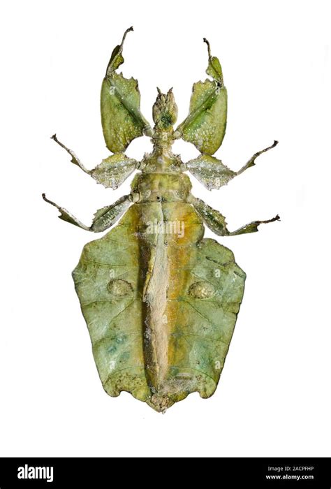 Leaf Insect View Of The Underside Of A Linnaeus Leaf Insect Phyllium Siccifolium Specimen