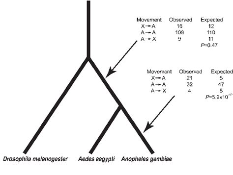 Figure From Retrogenes Reveal The Direction Of Sex Chromosome