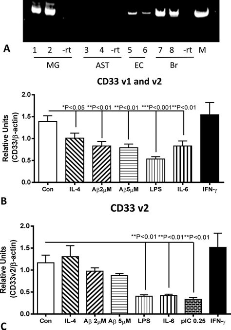 Association Of Cd33 Polymorphism Rs3865444 With Alzheimers Disease