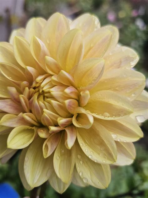 Wyns New Pastel Dream Of Dahlias