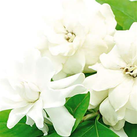 White Gardenia Fragrance Oil - Nature's Garden Candles