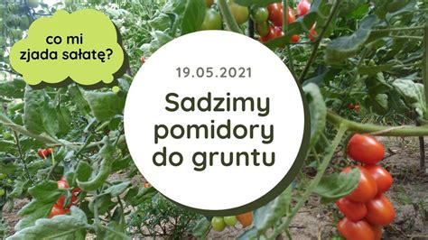 Pomidory Gruntowe Sadzenie Jak Podwi Za Pomidory Co Zjad O Sa At