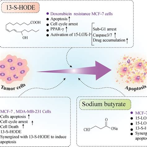 The Pro Apoptotic Effects Of 15 Lox 1 In Breast Cancer Cells 15 Lox