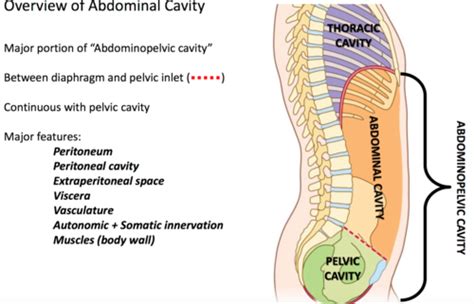 Anatomy Iiabdomen And Peritoneal Cavity Part 1 Flashcards Quizlet