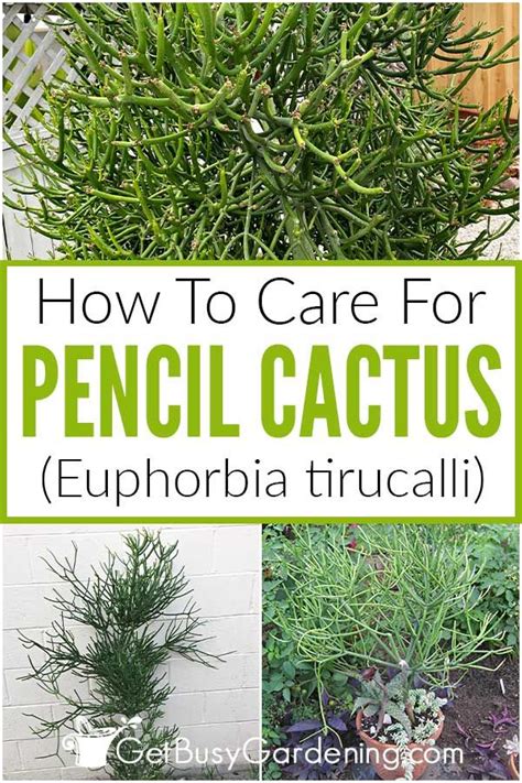 Pencil Cactus Plant Care How To Grow Euphorbia Tirucalli Artofit