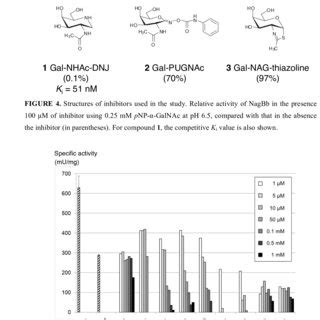 Effect Of EDTA And Metal Ions On The Enzyme Activity Of NagBb