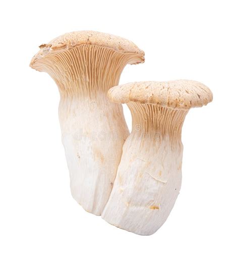 Edible Mushroom Isolated On A White Background Stock Image Image Of