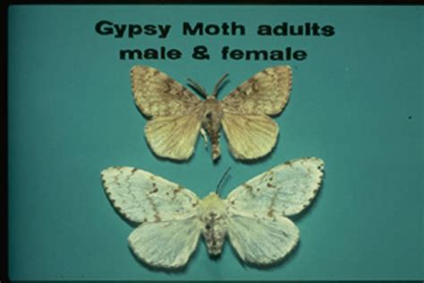 Gypsy Moth