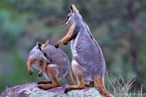 Kangaroos Wallabies And Allies Great Guide · Inaturalist