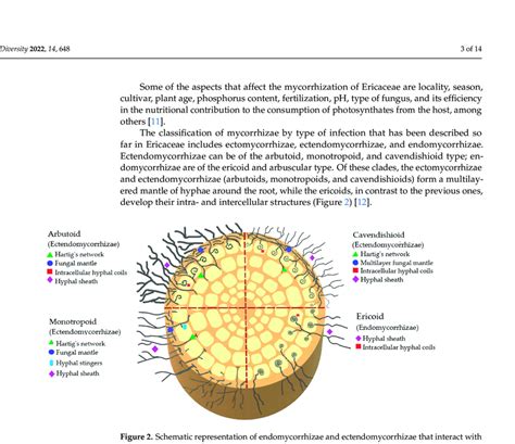 Schematic Representation Of Endomycorrhizae And Ectendomycorrhizae That Download Scientific