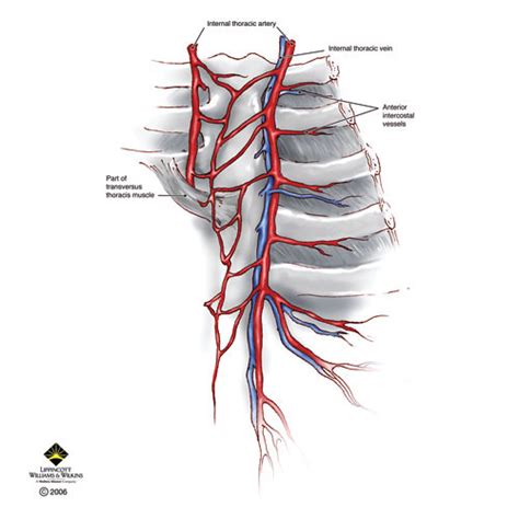 Thoracic Artery Anatomy