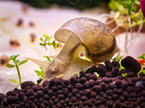 5 Snails That Are Good For Your Aquarium Tank Facts