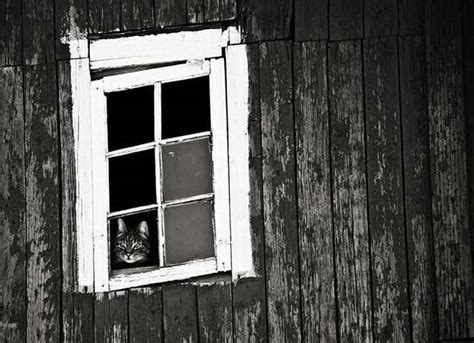 30 Sad Cats Waiting At The Window