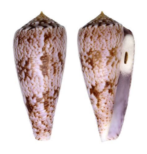 Conus Kinoshitai Conidae Specimen Sea Shell Picture Ts202990