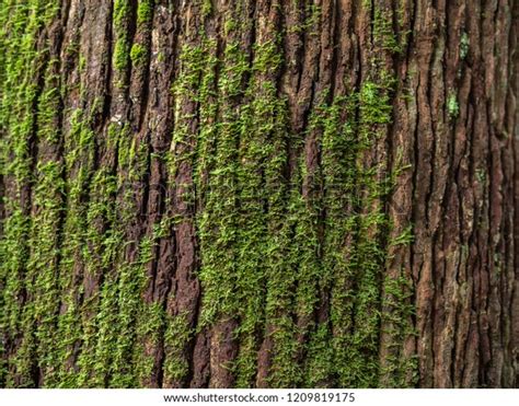 Old Wet Tree Barks Over Royalty Free Licensable Stock Photos