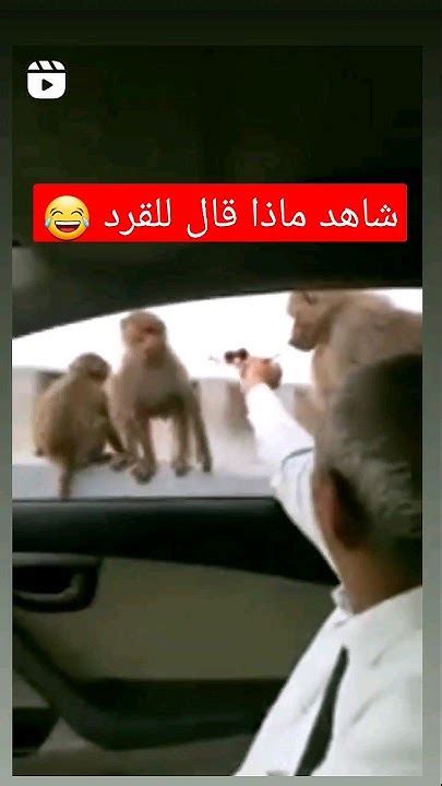 شوف ماذا فعل القرد 😂 Youtube