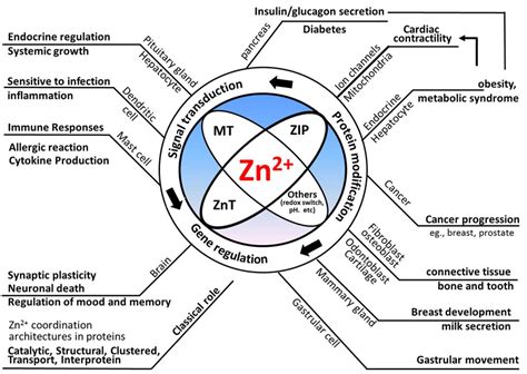 Roles of Zn 2+ in a biological system. Various tissues and organs are ...