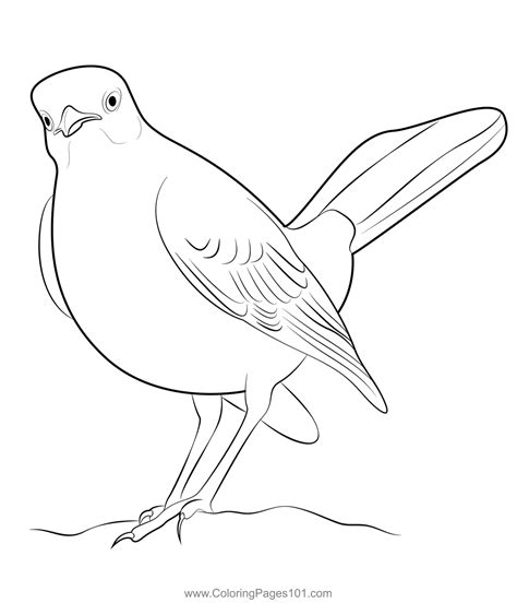 Mockingbird Coloring Page Coloring Pages